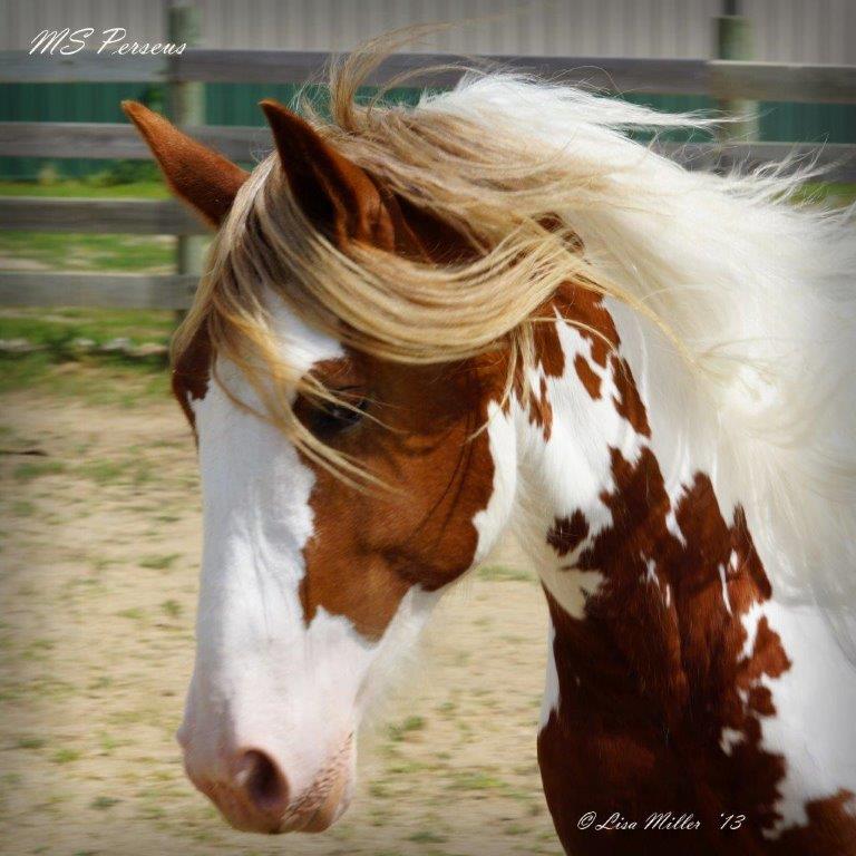 DSC04669_Perseus