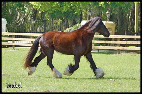 Izabel_trot_lower_res
