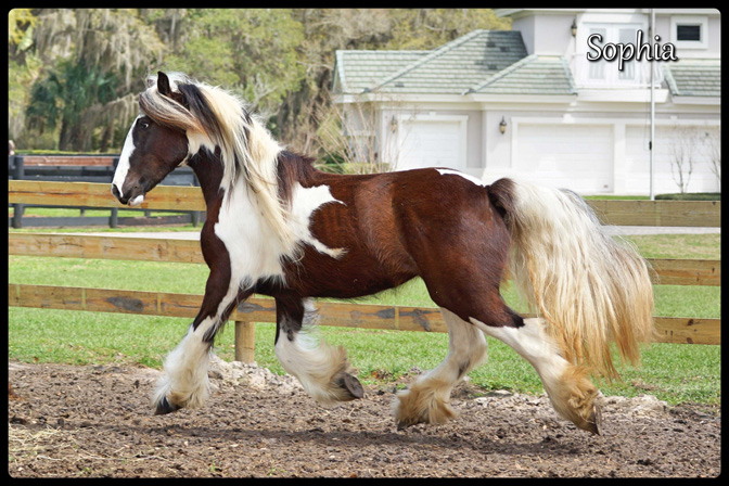Super_Low_Res_DSC07184_Sophia_floating_trot_mid_air
